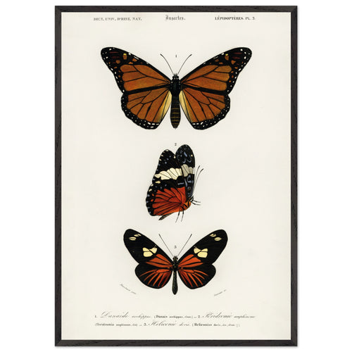 Artfulprints Poster met Lijst Charles Dessalines d'Orbigny - Butterfly   - 70x100 cm - Bruin