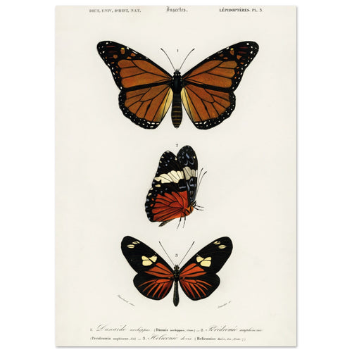 Artfulprints  Charles Dessalines d'Orbigny - Butterfly   poster A4 21x29.7 cm - vtwonen shop