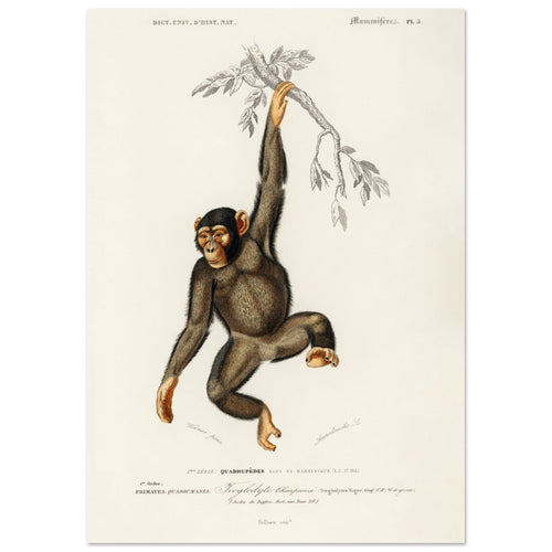 Artfulprints Poster Charles Dessalines d'Orbigny - Chimpangze (troglodyte chimpanze)   - A4 21x29.7 cm - Bruin