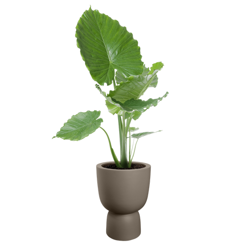 elho amber coupe 35 burnt umber | Bloempot |Premium statementdesign