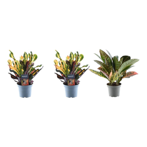 Trendyplants - Croton mix - 3x Croton Codiaeum - Hoogte - 20-40 cm - Potmaat Ø12cm - vtwonen shop