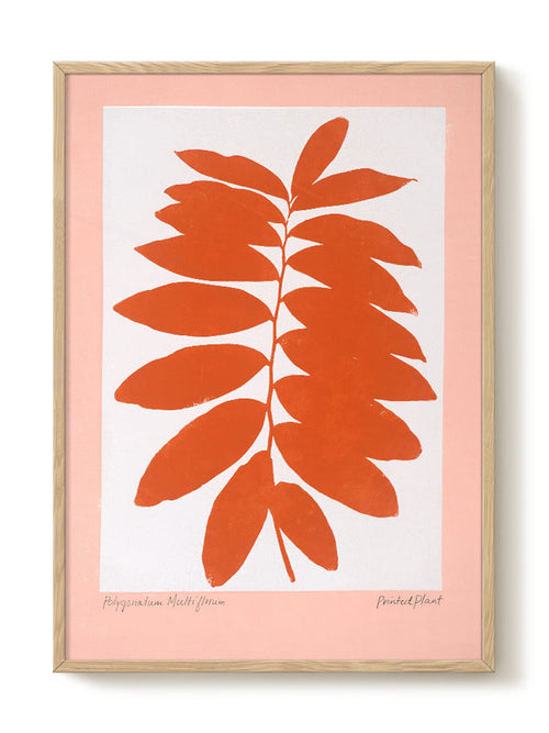 PrintedPlant - Polygonatum - PSTR studio Kunst Poster - vtwonen shop