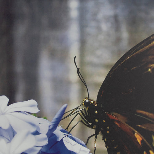 Art for the Home Buitencanvas - Vlinder op een bloem - 50x50cm