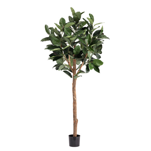 Maxifleur Ficus Elastica Robusta Kunstboom Deluxe 230cm