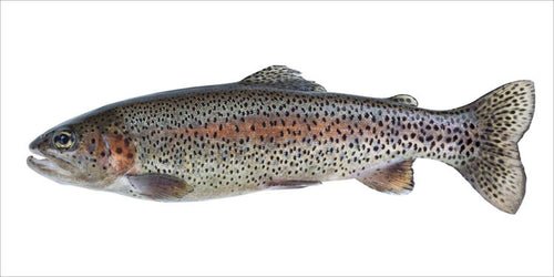 ESTAhome muursticker vis warm grijs en zalm roze - 97 x 48.5 cm - 159041 - vtwonen shop