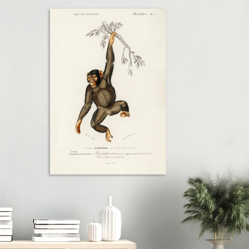 Artfulprints  Charles Dessalines d'Orbigny - Chimpangze (troglodyte chimpanze)   poster 50x70 cm - vtwonen shop