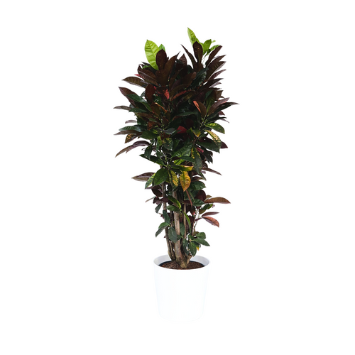 Plant in a Box Codiaeum variegatum - Croton - Codiaeum Iceton - Pot 31cm - Hoogte 140-150cm - vtwonen shop