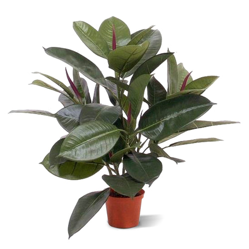 Maxifleur Philodendron Window kunstplant 50cm