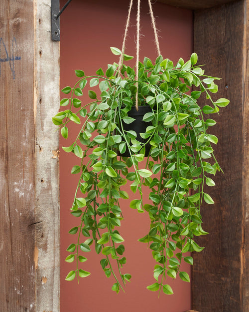 Mica Decorations Ficus Kunst Hangplant - H81 cm - Groen - vtwonen shop