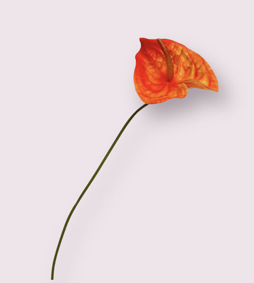 My Flowers.shop Oranje anthurium zijden bloem | Lengte 66 centimeter | Per stuk - vtwonen shop