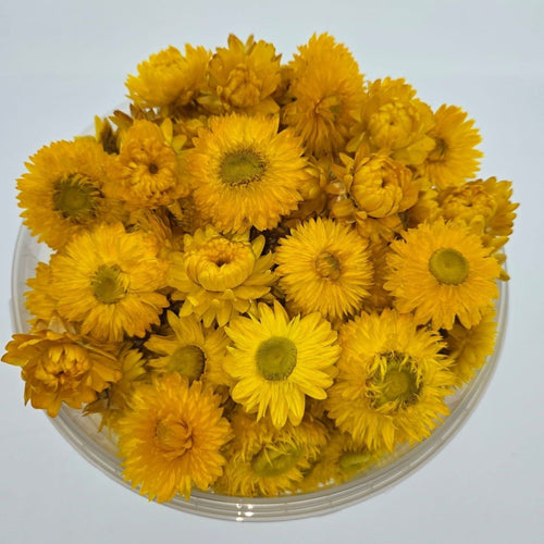 Koppen Gele Helichrysum - Strobloemen | In hersluitbare emmer | Gewicht ± 100 gram - vtwonen shop