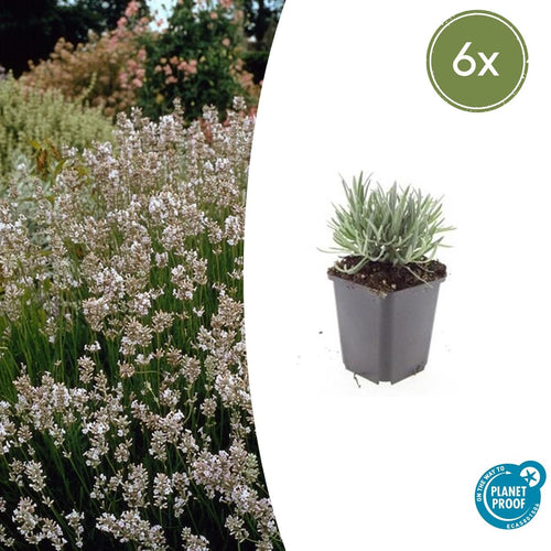 Trendyplants - Lavandula intermedia 'Edelweiss' - 6 stuks - Lavendel - Winterhard - Hoogte 10-30 cm - Potmaat Ø9cm - vtwonen shop