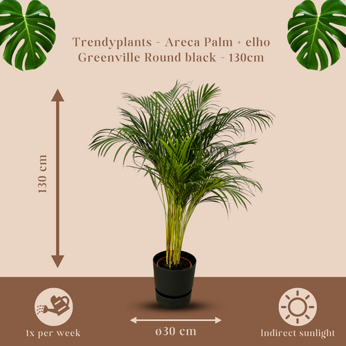 Trendyplants - Areca palm - ↨130cm - Ø24cm inclusief elho Greenville Round zwart Ø30cm x ↨28cm - vtwonen shop