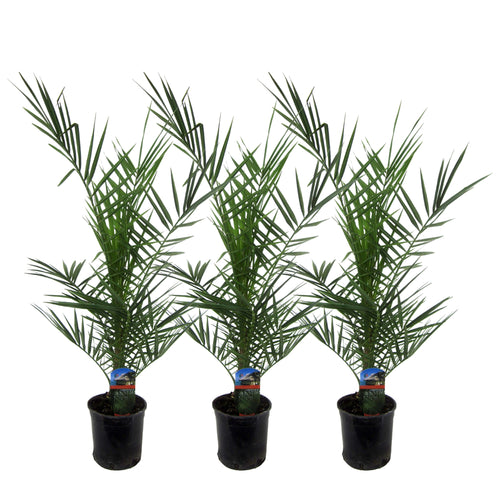 Trendyplants - 3x Phoenix Canariensis - Dadelpalm - Winterhard - Tuinplant - Hoogte 70-90 cm - Potmaat Ø15cm - vtwonen shop