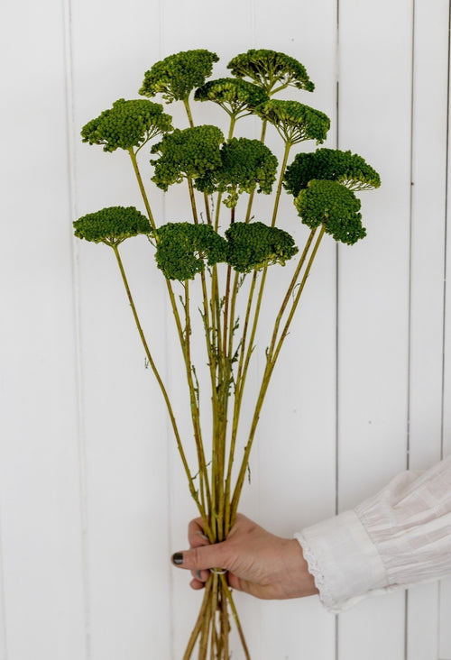 My Flowers.shop Groen gedroogd Duizendblad | Groene Achillea Parker droogbloemen | 10 stelen per bos | Lengte 65 centimeter - vtwonen shop