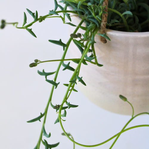 Plant in a Box hangplant Senecio Peregrinus - hoogte 10-20cm - pot 12cm - vtwonen shop