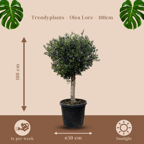 Trendyplants - Olijfboom - Hoogte 170-190 cm - Stamomtrek 20-30 cm - Winterhard - Tuinplant - Potmaat Ø45cm - Olea Lorc - vtwonen shop