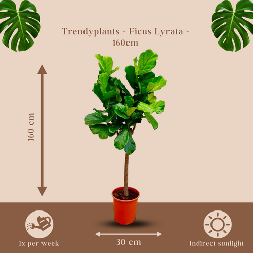 Trendyplants - Ficus Lyrata boom - Tabaksplant - Kamerplant - Hoogte 140-160 cm - Potmaat Ø30cm - vtwonen shop