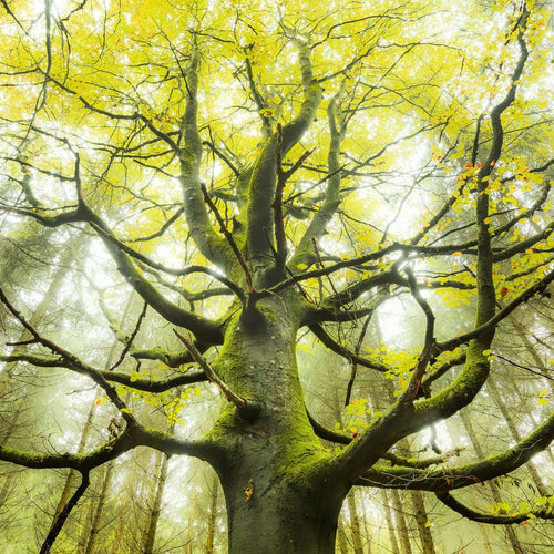 Sanders & Sanders fotobehang bos groen - 300 x 280 cm - 612590