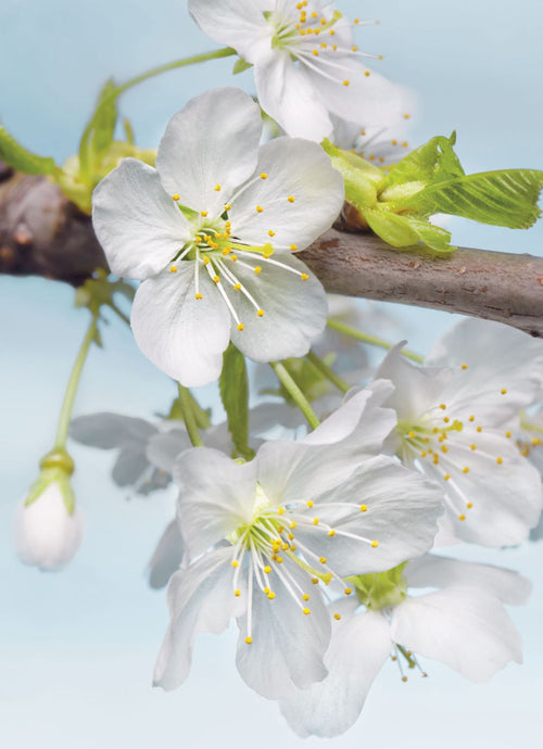 Sanders & Sanders fotobehang bloesems wit, groen en blauw - 184 x 248 cm - 612309