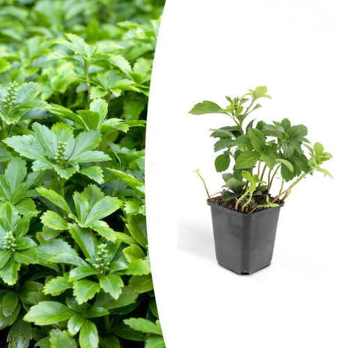 Trendyplants - Pachysandra terminalis 'Green Carpet' - 20 stuks - Schaduwkruid - Winterhard - Hoogte 10-20cm - Potmaat Ø9cm - vtwonen shop