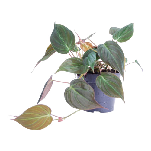 Trendyplants - Philodendron Scandens 'Micans' - Kamerplant - Hoogte 15-35 cm - Potmaat Ø12cm - vtwonen shop