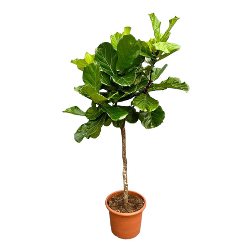 Trendyplants - Ficus Lyrata boom - Tabaksplant - Kamerplant - Hoogte 200-220 cm - Potmaat Ø40cm - vtwonen shop