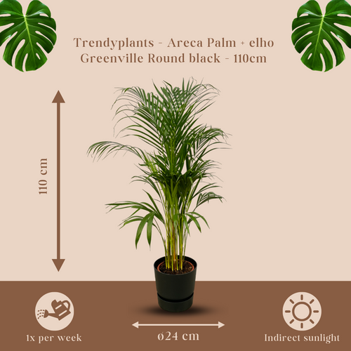 Trendyplants - Areca palm - ↨110cm - Ø21cm inclusief elho Greenville Round zwart Ø24cm x ↨23cm - vtwonen shop