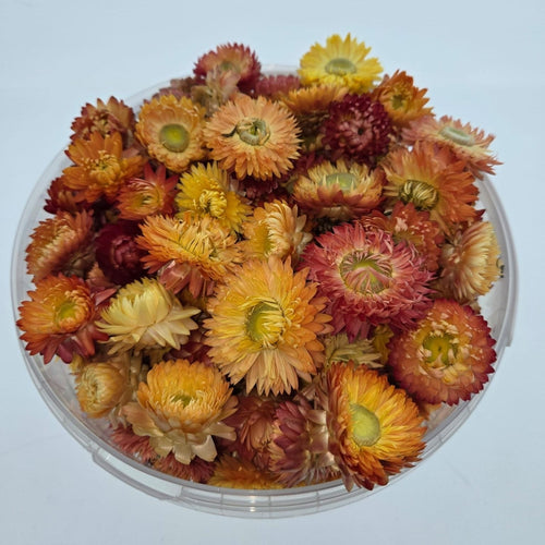 Koppen Zalmkleurige Helichrysum - Strobloemen | In hersluitbare emmer | Gewicht ± 100 gram - vtwonen shop