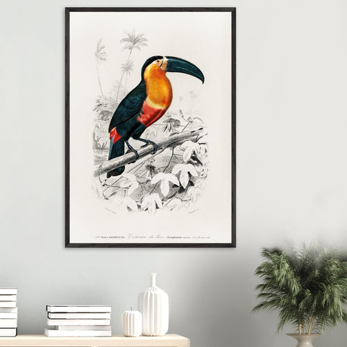 Artfulprints Poster Charles Dessalines d'Orbigny - Toucan (ramphastos)   - 30x40 cm - Oranje