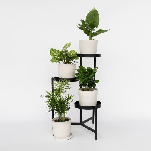 Plant in a Box Luchtzuiverende kamerplanten - Mix van 4 - Pot 12cm - Hoogte 25-40cm - vtwonen shop