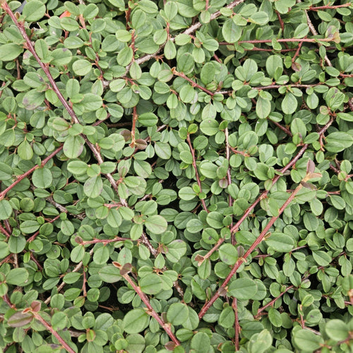 Trendyplants - Cotoneaster procumbens 'Queen of Carpets' - 40 stuks - Dwergmispel - Winterhard - Hoogte 20-30 cm - Potmaat Ø9cm - vtwonen shop