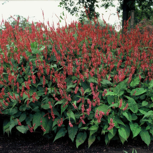 Trendyplants - Persicaria amplexicaulis - 6 stuks - Duizendknoop - Winterhard - Hoogte 20-30 cm - Potmaat Ø9cm - vtwonen shop