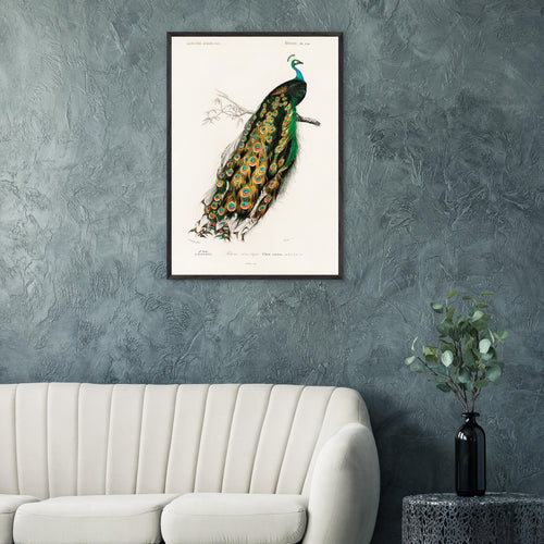 Poster Charles Dessalines d'Orbigny - Indian peafowl (pavo cristatus)   - 50x70 cm -