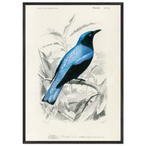 Artfulprints Poster met Lijst Charles Dessalines d'Orbigny - Square-tailed drongo (Edoius caerulescens)   - 70x100 cm - Blauw