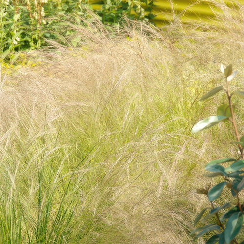 Trendyplants - Stipa tenuissima 'Ponytails' - 40 stuks - Vedergras - Winterhard - Hoogte 10-25cm - Potmaat Ø9cm - vtwonen shop