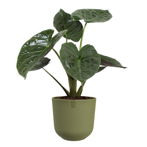 elho jazz rond 35 may green | Bloempot | Geschikt voor binnen