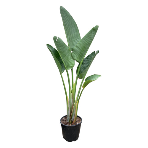 Trendyplants - Strelitzia Augusta - Paradijsvogelbloem - Kamerplant - Hoogte 150-170 cm - Potmaat Ø28cm - vtwonen shop