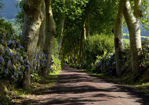 Sanders & Sanders fotobehang bosrijk landschap groen en bruin - 360 x 270 cm - 600418