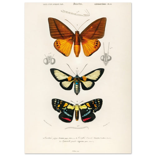 Artfulprints  Charles Dessalines d'Orbigny - Collection of moths   poster A4 21x29.7 cm - vtwonen shop