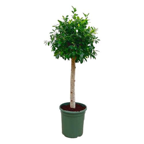 Trendyplants - Ficus Nitida op stam - Rubberboom - Kamerplant - Hoogte 120-140 cm - Potmaat Ø30cm - vtwonen shop