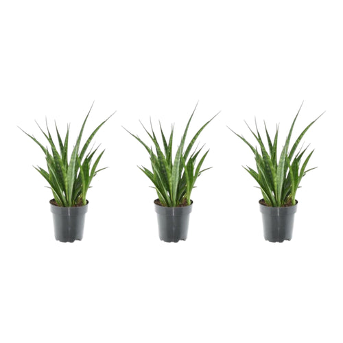 Trendyplants - Kirkii mix - 3x Sansevieria Kirkii - Hoogte - 25-45 cm - Potmaat Ø12cm - vtwonen shop