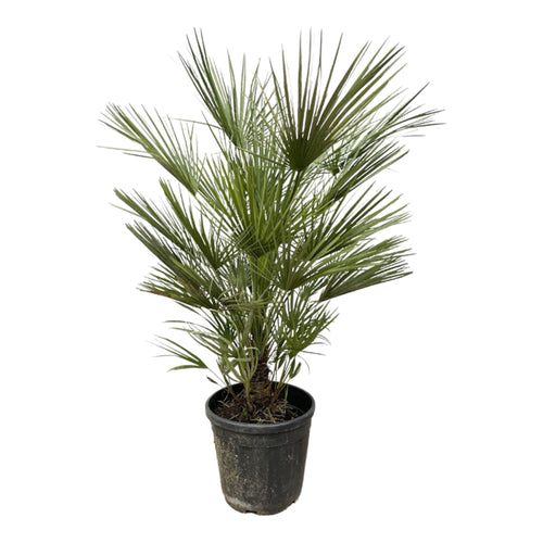 Trendyplants - Chamaerops Humilis struik - Hoogte 170-190 cm - Europese Dwergpalm - Winterhard - Tuinplant - Potmaat Ø30cm - vtwonen shop