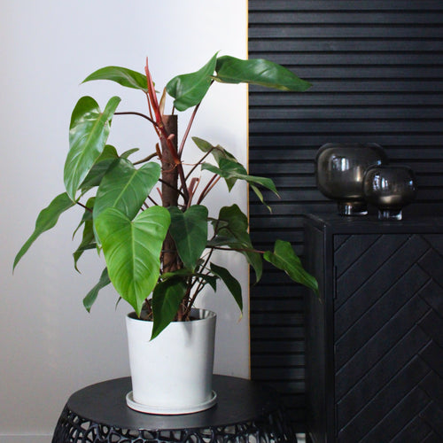 Plant in a Box kamerplant Philodendron Imperial red - hoogte 50cm - pot 19cm - vtwonen shop