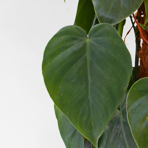 Plant in a Box kamerplant Philodendron Scandens - hoogte 150-160cm - pot 27cm - vtwonen shop