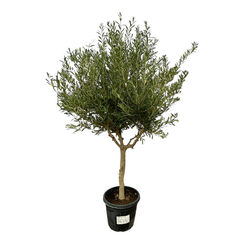 Trendyplants - Olea Cultivo - Olijfboom - Stamomtrek 20-30 cm - Winterhard - Hoogte 200 - 220 cm - Potmaat Ø45cm - vtwonen shop