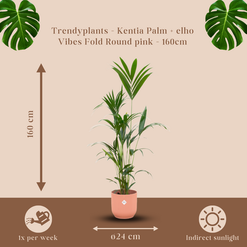 Trendyplants - Kentia palm inclusief elho Vibes Fold Round roze - 160 cm - Ø30cm - vtwonen shop