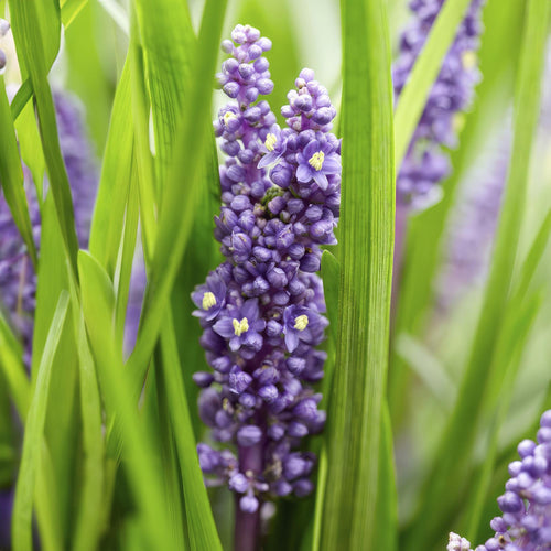 Trendyplants - Liriope muscari 'Moneymaker' - 48 stuks - Leliegras - Winterhard - Hoogte 10-30 cm - Potmaat Ø9cm - vtwonen shop