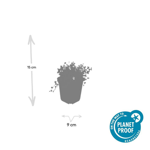 Trendyplants - Isotoma fluviatilis 'Alba' - 24 stuks - Blauwkussen / Kruiplobelia - Winterhard - Hoogte 10-30 cm - Potmaat Ø9cm - vtwonen shop