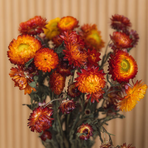 My Flowers.shop Gedroogde oranje Helichrysum | Oranje strobloemen droogbloemen | Lengte 55 centimeter | Per stuk - vtwonen shop